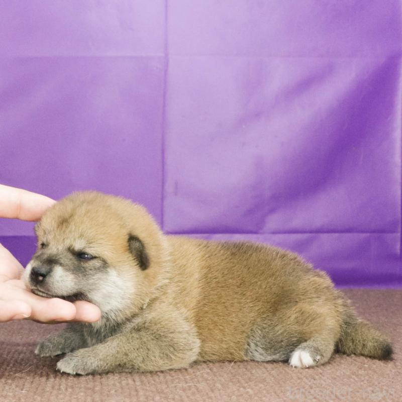 販売中の愛知県の柴犬-408843の3枚目